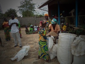 Distributing peanut seed