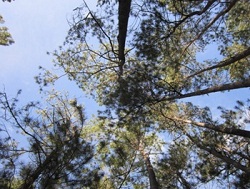 The Haitian Pine Forest was once so thick you could not see the sun.