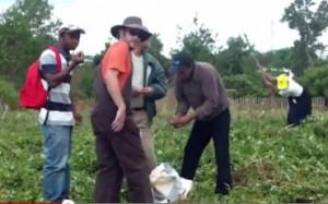Austin, center, gets a lesson in picking peanuts. Click here to watch the video.