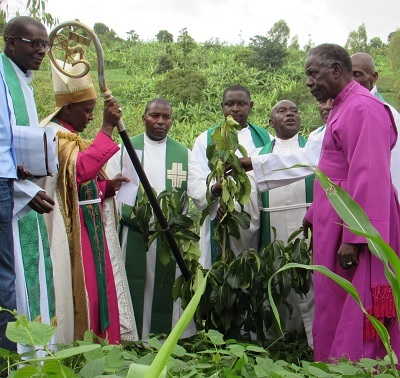 tree_Rwanda_12-2-14