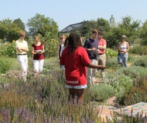 Compressed Venus talks in garden