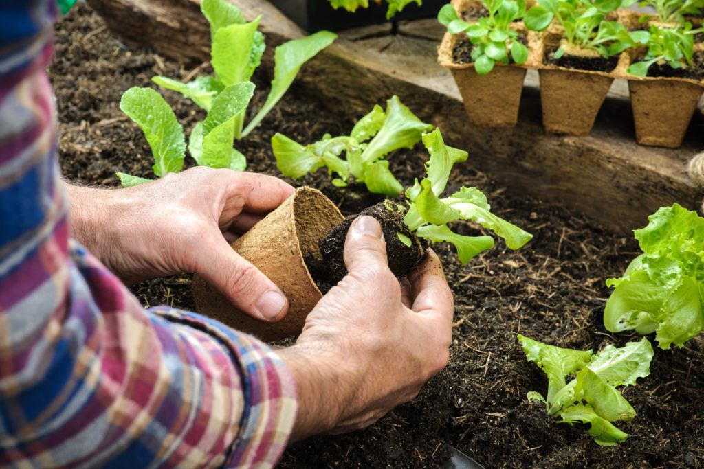 planting young shoots