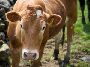 cow-picture-728329