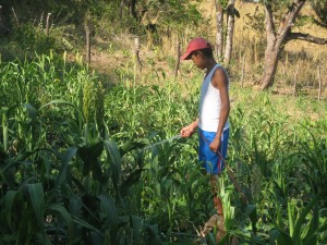 Ariel watering fields