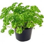 curly parsley