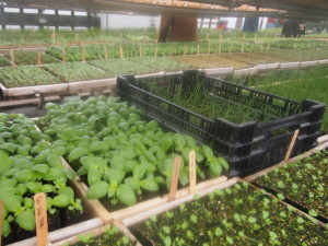 Vegetables in a greenhouse, ready to go in the planted. Angelic Organics, Caledonia, IL, April 12, 2013.